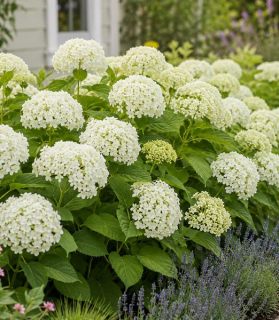Hydrangea arborescens 'Flowerwow'